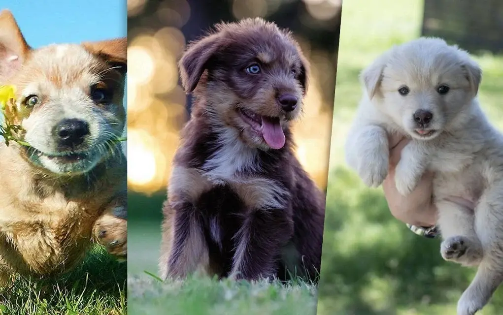forthepuppies