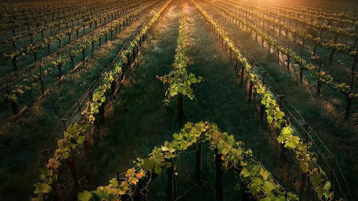 star trek picard teaser